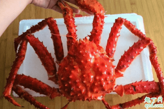 帝王蟹怎么剝蟹肉 活的帝王蟹怎么挑肥瘦3