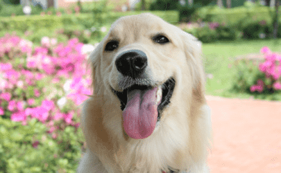 得了犬瘟的狗狗腳掌會出現什么癥狀 犬瘟熱治愈后是否終身攜帶病毒