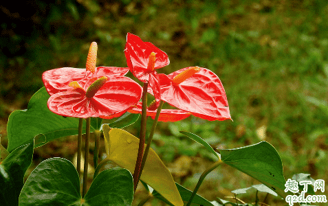 紅掌好養(yǎng)嗎 水培紅掌如何栽種1
