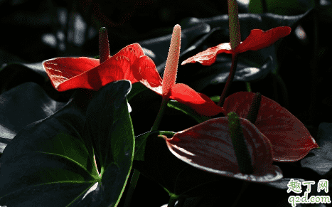 紅掌和仙客來哪個(gè)好養(yǎng) 冬季養(yǎng)紅掌哪些是要注意的1