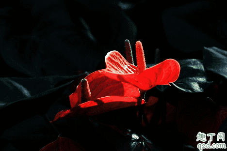 紅掌和仙客來哪個(gè)好養(yǎng) 冬季養(yǎng)紅掌哪些是要注意的2