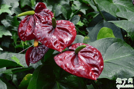 紅掌和仙客來哪個(gè)好養(yǎng) 冬季養(yǎng)紅掌哪些是要注意的3