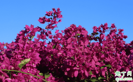 三角梅為什么會(huì)長(zhǎng)蚜蟲(chóng) 三角梅花有蚜蟲(chóng)怎么解決2