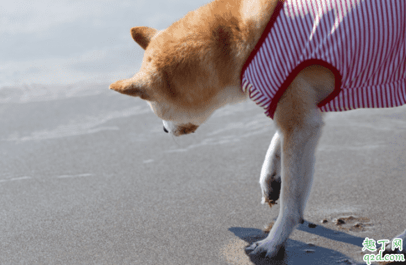 柴犬幼崽怎么看品相 買柴犬怎么識別不被騙1