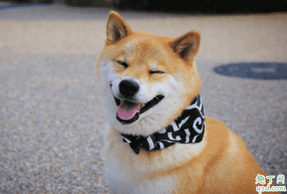 柴犬幼崽怎么看品相 買柴犬怎么識別不被騙2