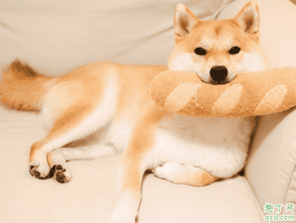 柴犬幼崽怎么看品相 買柴犬怎么識別不被騙3