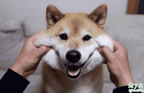 柴犬幼崽怎么看品相 買柴犬怎么識別不被騙4
