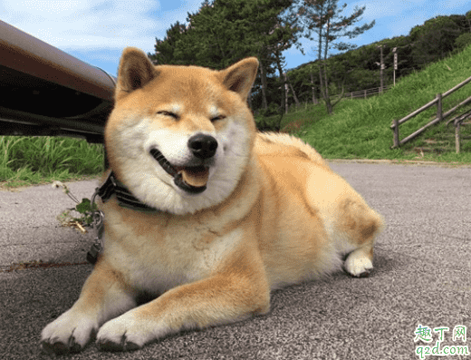 三個月柴犬感冒怎么辦 柴犬為什么老是打噴嚏流鼻涕1