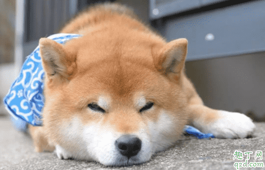 三個月柴犬感冒怎么辦 柴犬為什么老是打噴嚏流鼻涕2