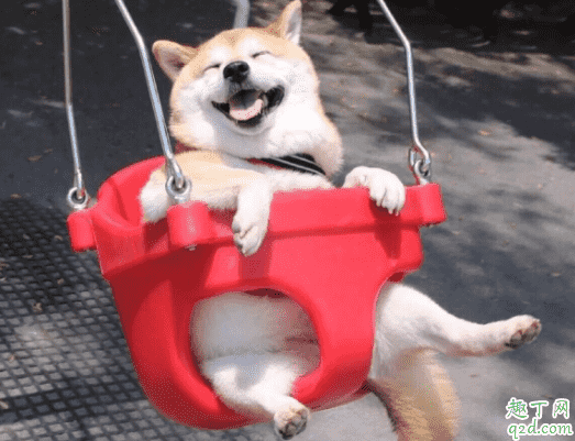 三個月柴犬感冒怎么辦 柴犬為什么老是打噴嚏流鼻涕3