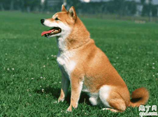 三個月柴犬感冒怎么辦 柴犬為什么老是打噴嚏流鼻涕4