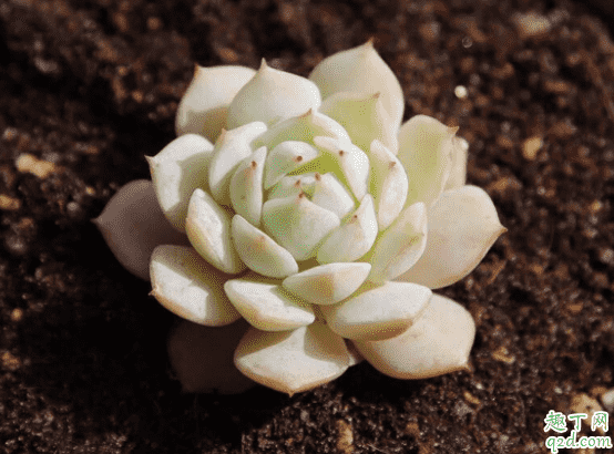 養(yǎng)花的蛭石是什么石頭 蛭石適合葉插嗎4