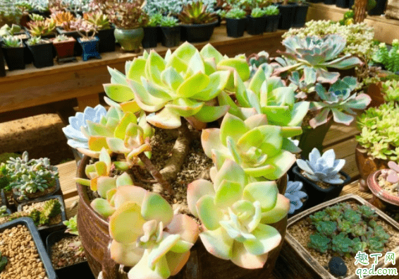 栽多肉用多大的蛭石合適 扦插植物多大的蛭石比較好1