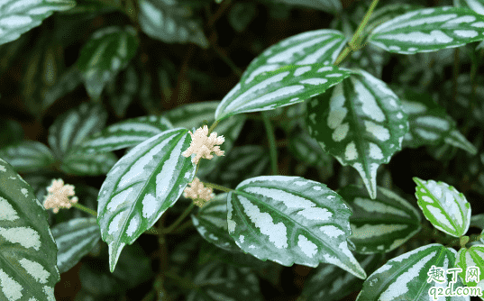 冷水花好養活嗎 冷水花怎么養花開旺盛1