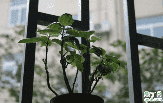 冷水花好養活嗎 冷水花怎么養花開旺盛3