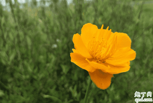 金蓮花啥時候播種合適 金蓮花怎么種長得快2