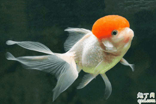 鵝頭紅魚多少錢一只 鵝頭紅魚怎樣養長得快3