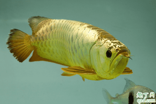 常見的龍魚有哪些品種 龍魚哪個品牌的好1