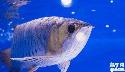 常見的龍魚有哪些品種 龍魚哪個品牌的好2