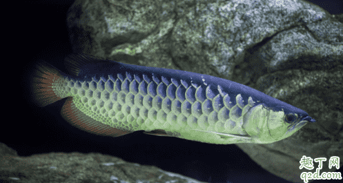 常見的龍魚有哪些品種 龍魚哪個品牌的好3