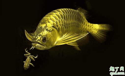 龍魚可以和其他種類的魚混養不 龍魚發財魚混養怎么喂好1