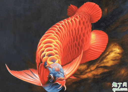 龍魚可以和其他種類的魚混養不 龍魚發財魚混養怎么喂好3