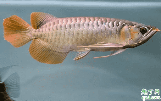 龍魚可以和其他種類的魚混養不 龍魚發財魚混養怎么喂好2