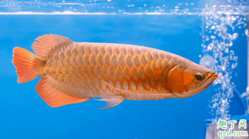龍魚好養活嗎 龍魚生病了該怎么救治1