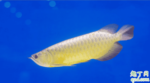 龍魚好養活嗎 龍魚生病了該怎么救治2