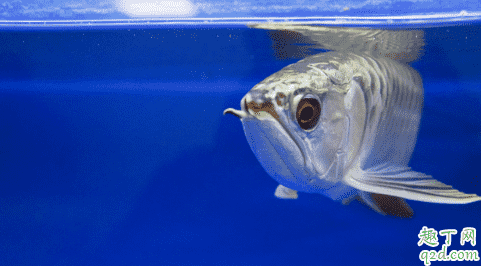 龍魚好養活嗎 龍魚生病了該怎么救治3