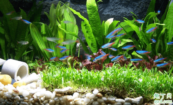 魚缸過濾棉要不要經常清洗 魚缸過濾棉多長時間洗一次3