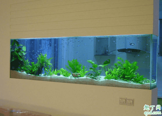 魚缸過濾棉要不要經常清洗 魚缸過濾棉多長時間洗一次2