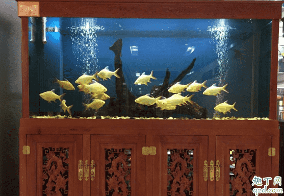 魚缸過濾棉要不要經常清洗 魚缸過濾棉多長時間洗一次1