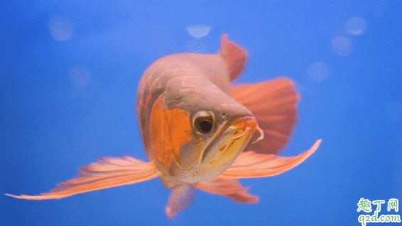 龍魚為啥會掉眼 預防龍魚掉眼有什么妙招1