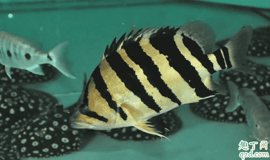虎魚爛尾是怎么回事 虎魚爛尾怎么養2
