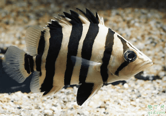 虎魚爛尾是怎么回事 虎魚爛尾怎么養1