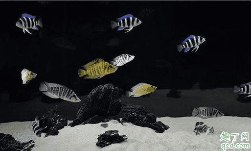 虎魚怎么養才好 虎魚得了病如何治療1