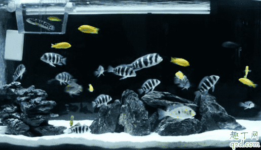 虎魚喂蝦干影響生長嗎 小虎魚吃什么最好1