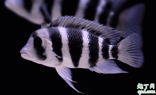 虎魚喂蝦干影響生長嗎 小虎魚吃什么最好3