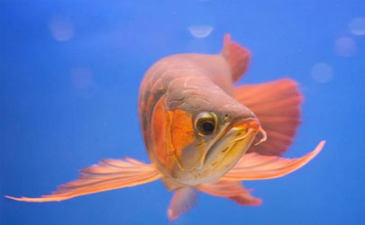 龍魚為啥會掉眼 預防龍魚掉眼有什么妙招