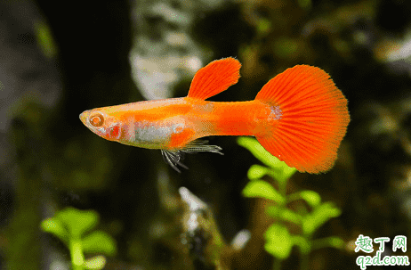 小孔雀魚吃什么長的大 孔雀魚該如何飼養(yǎng)1
