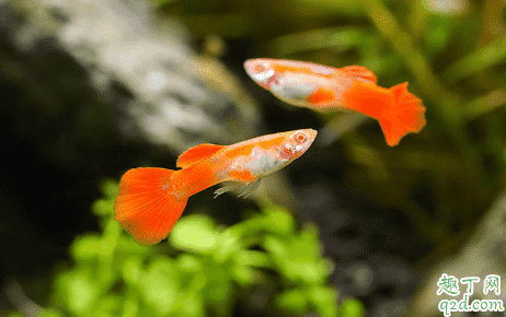 小孔雀魚吃什么長的大 孔雀魚該如何飼養(yǎng)2