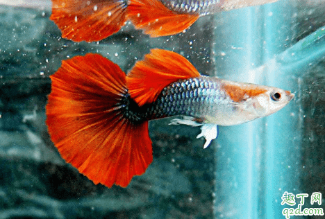 小孔雀魚吃什么長的大 孔雀魚該如何飼養(yǎng)3