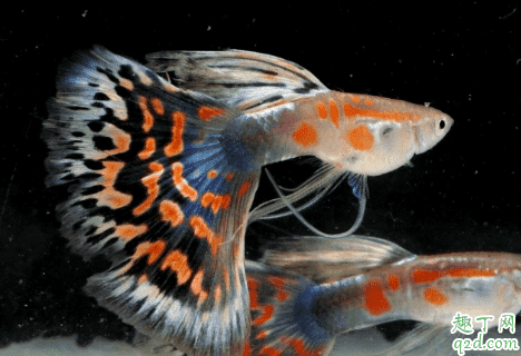孔雀魚什么樣是懷孕 怎么讓孔雀魚繁殖快1