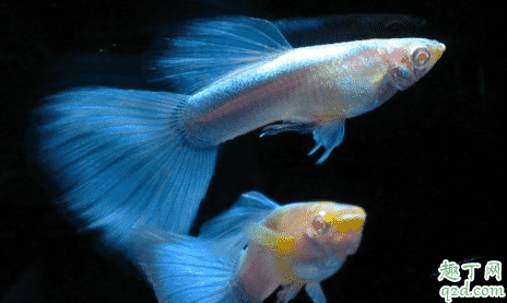 孔雀魚什么樣是懷孕 怎么讓孔雀魚繁殖快2