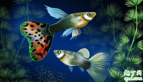 孔雀魚什么樣是懷孕 怎么讓孔雀魚繁殖快3