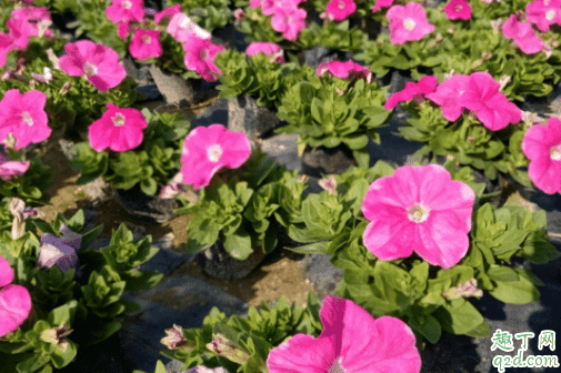 矮牽牛怎么修剪長花 矮牽牛可以在陽臺養嗎1