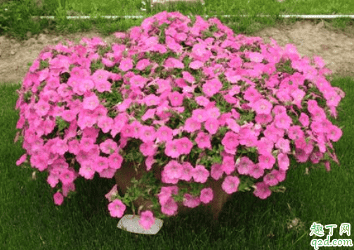 矮牽牛怎么修剪長花 矮牽?？梢栽陉柵_養嗎2