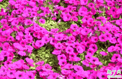矮牽牛怎么修剪長花 矮牽?？梢栽陉柵_養嗎3