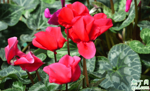 仙客來為啥會(huì)爛花苞 仙客來花苞爛還有沒有救1